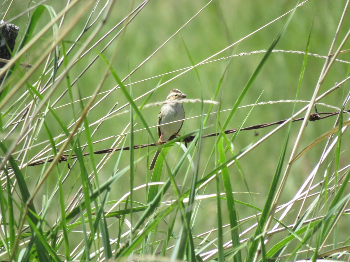 Clay-colored Sparrow - ML636384114
