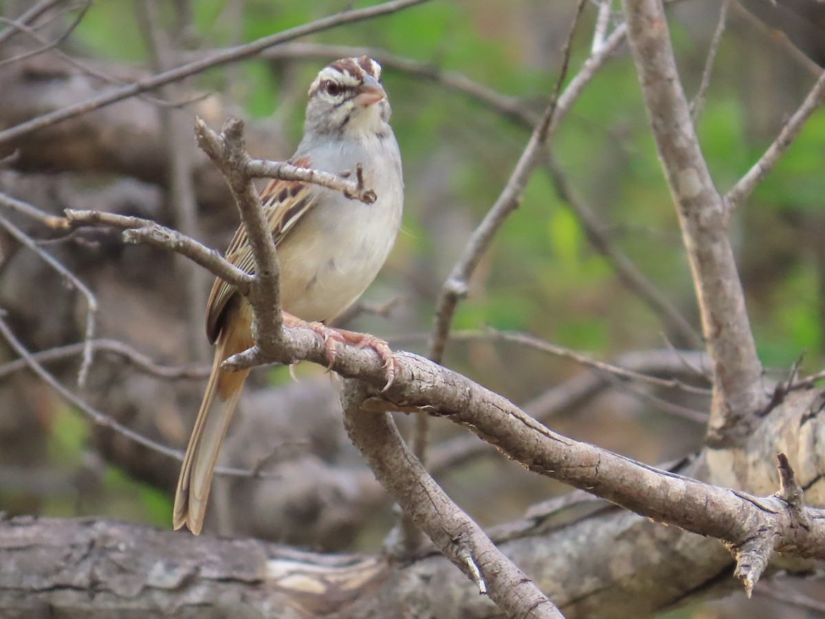 Cinnamon-tailed Sparrow - ML636384127