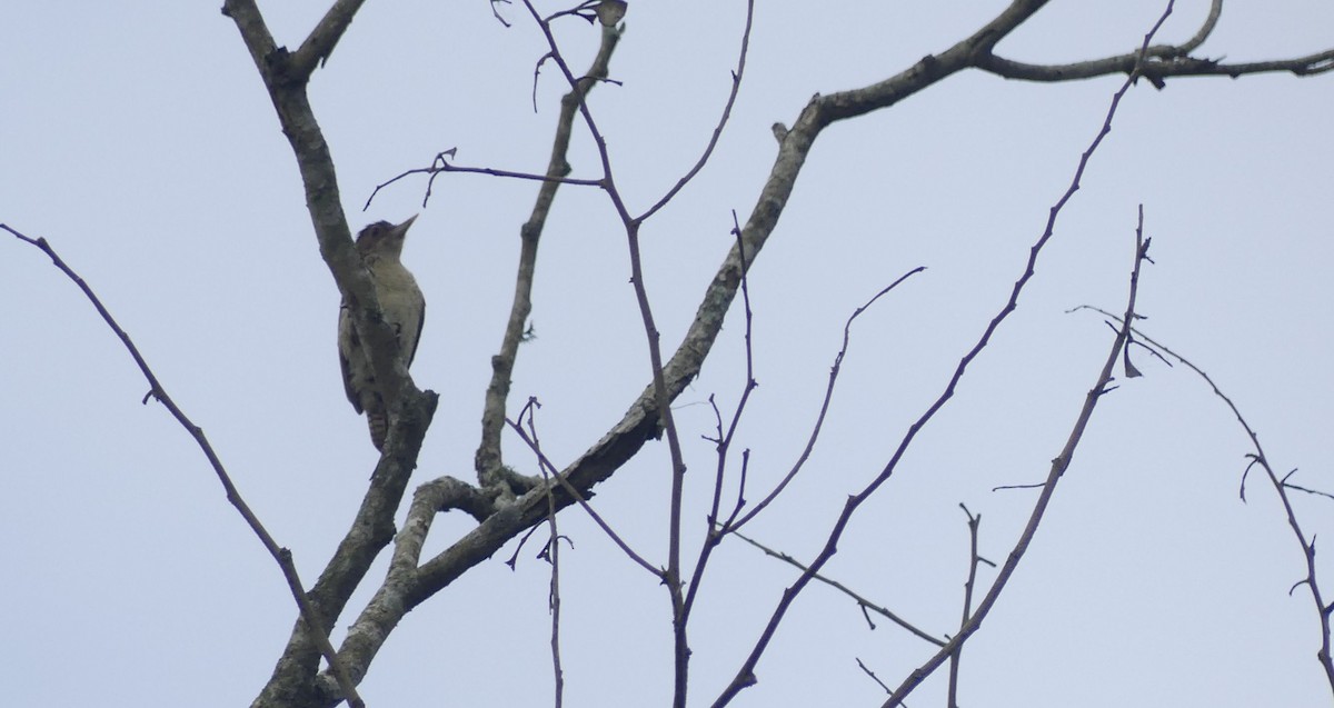 Scarlet-backed Woodpecker - ML636384299