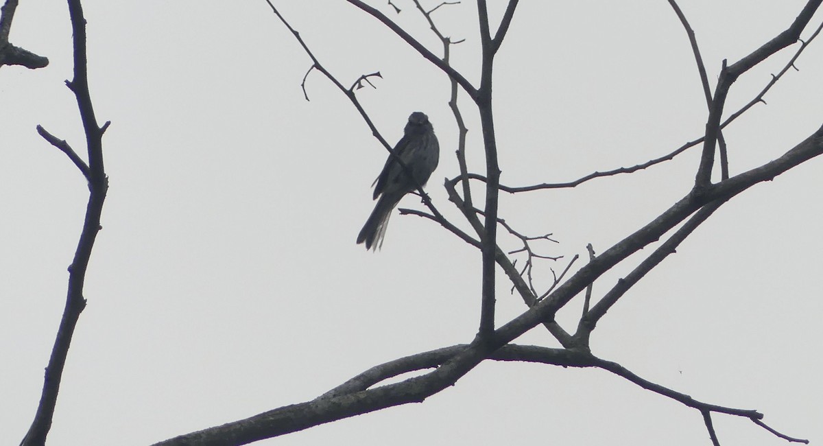 Tumbesian Tyrannulet - ML636384390
