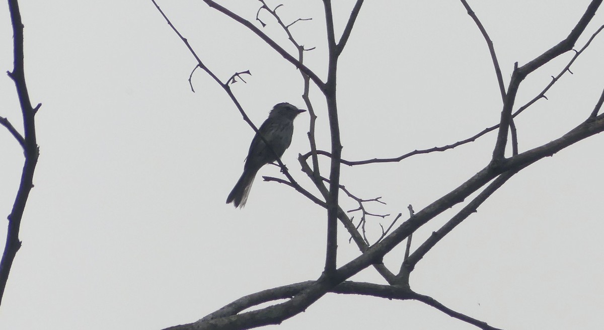 Tumbesian Tyrannulet - ML636384391