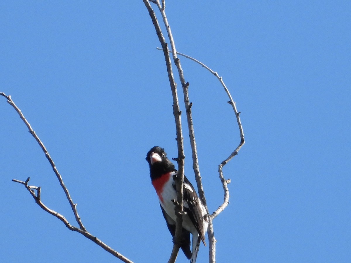 Rose-breasted Grosbeak - ML636384461