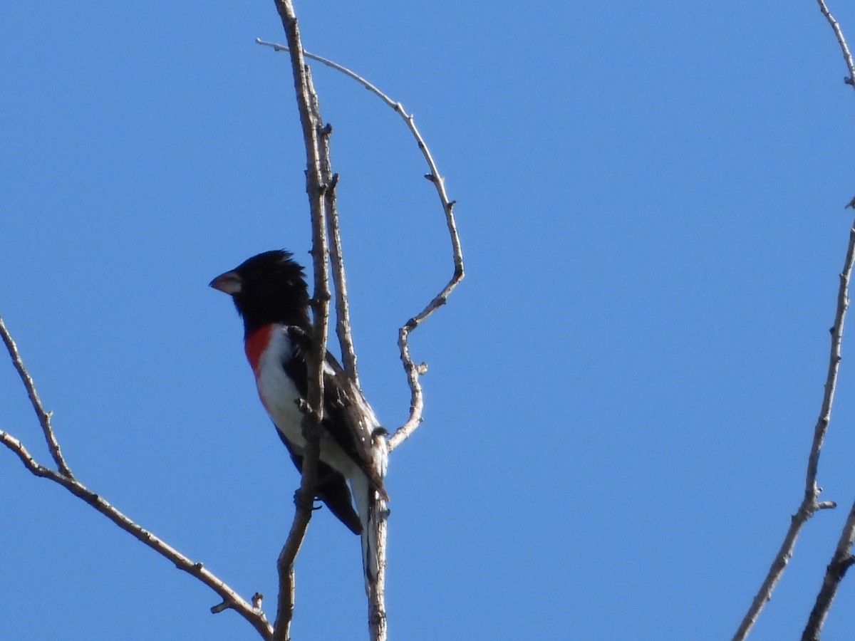 Rose-breasted Grosbeak - ML636384462