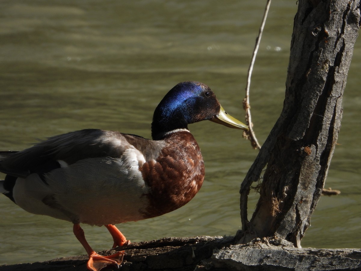 Mallard - ML636384469
