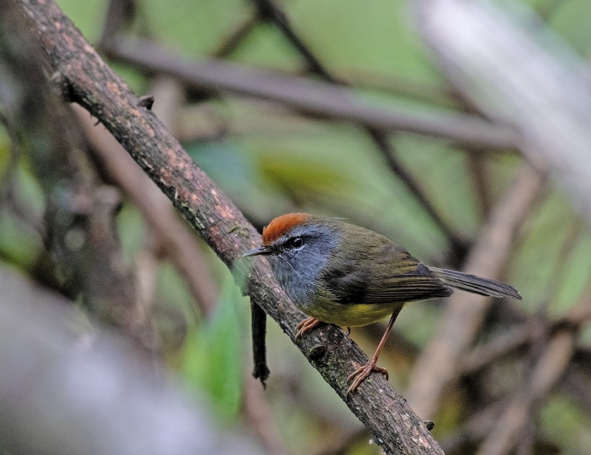 Broad-billed Warbler - ML636384643