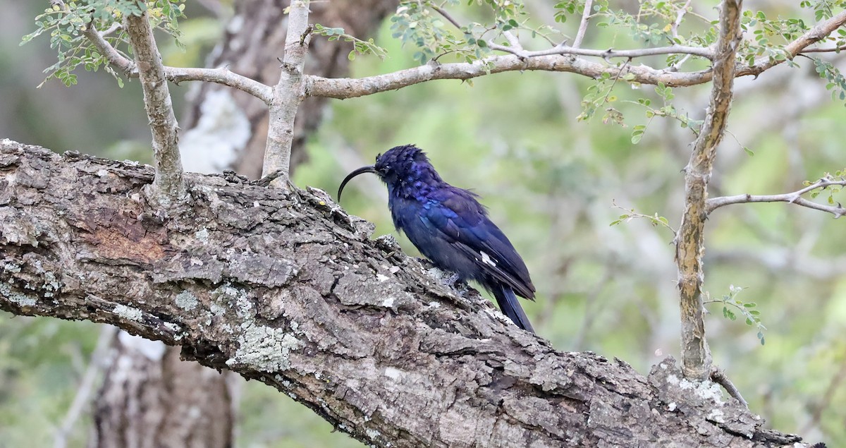 Common Scimitarbill - ML636384856