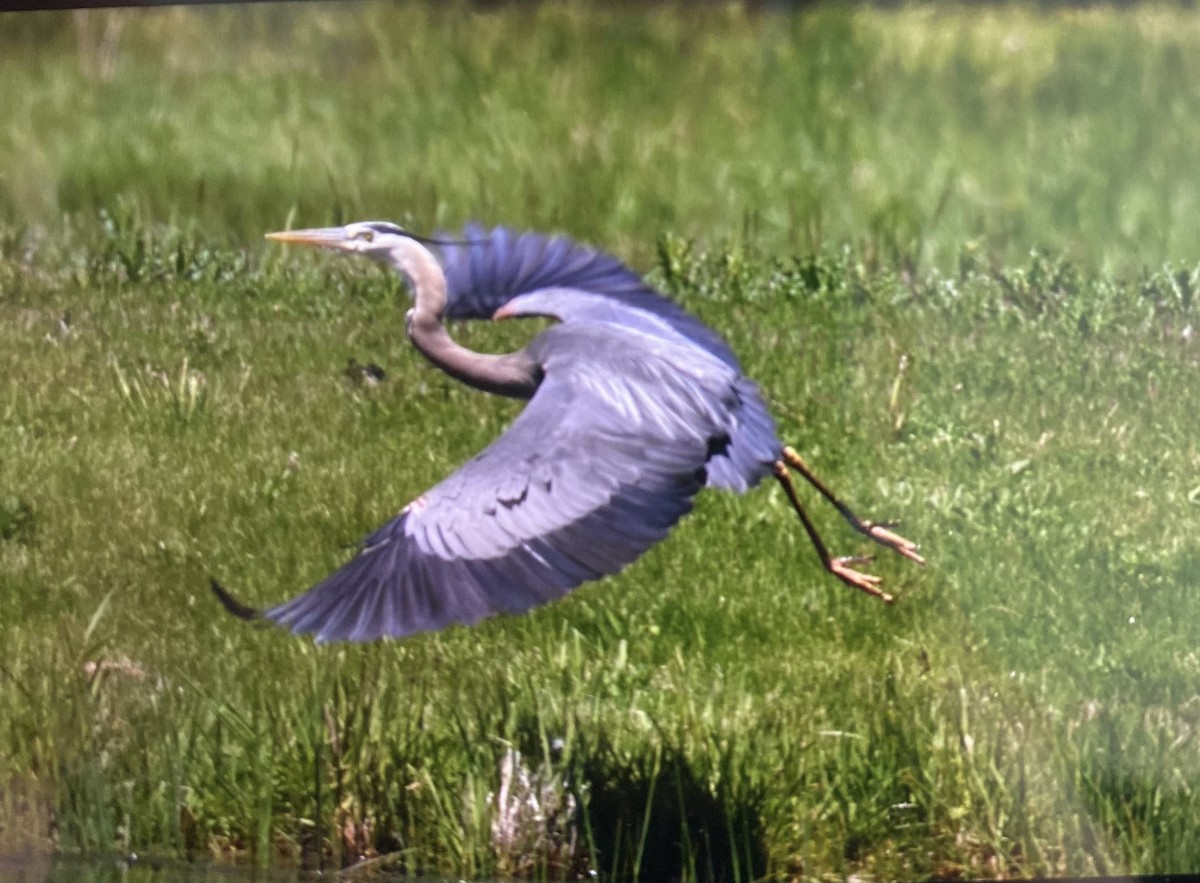 Great Blue Heron - ML636384969