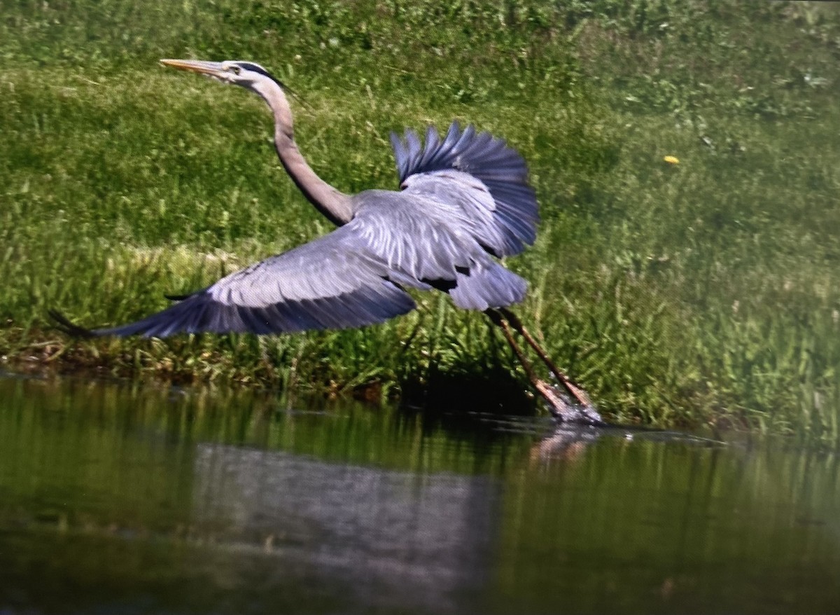 Great Blue Heron - ML636384970