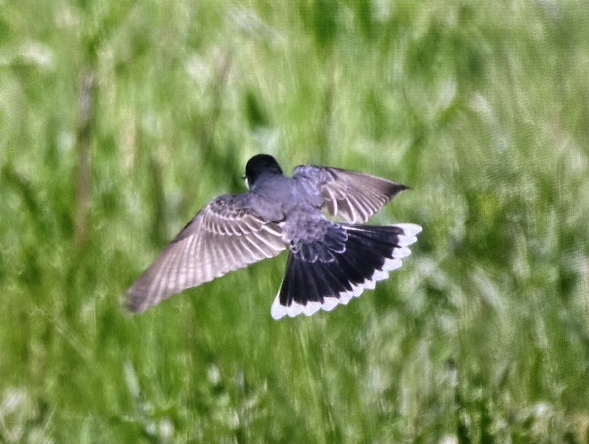 Eastern Kingbird - ML636384984