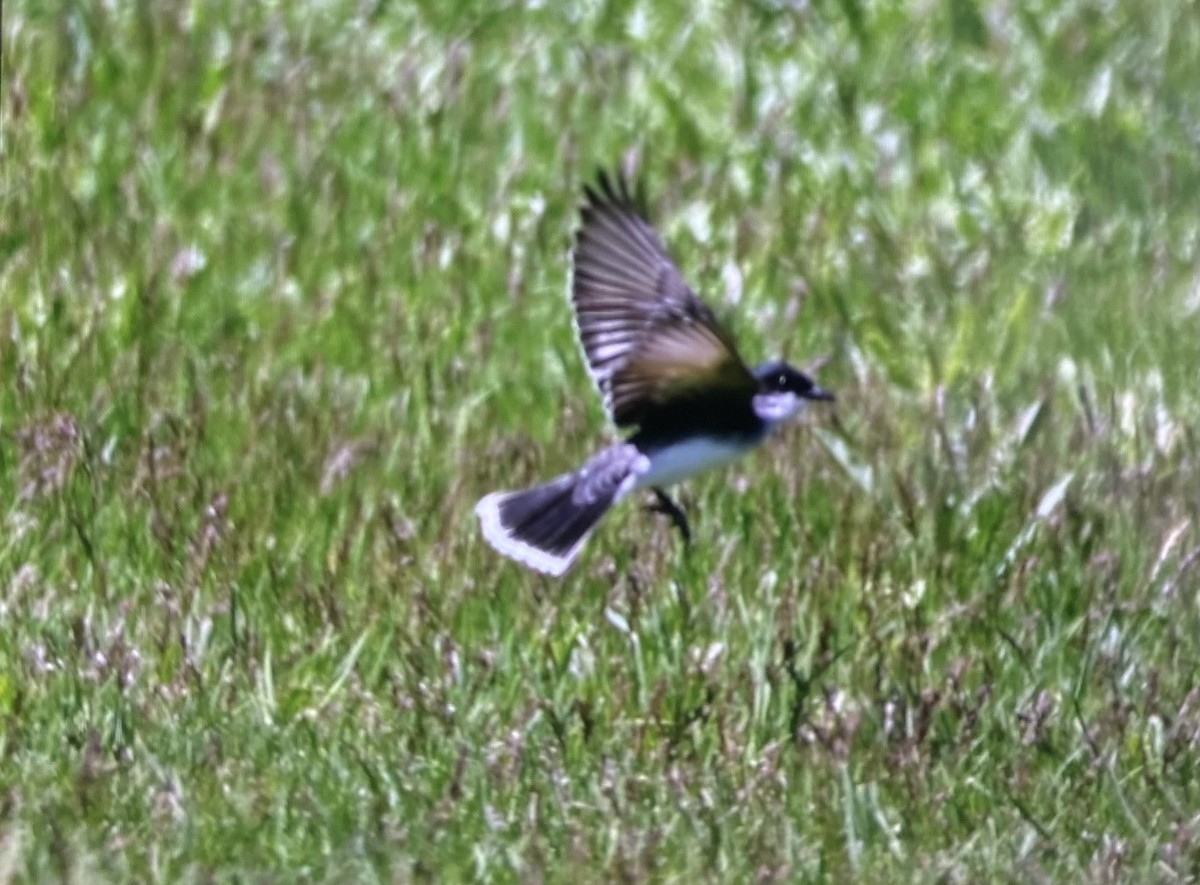 Eastern Kingbird - ML636384985