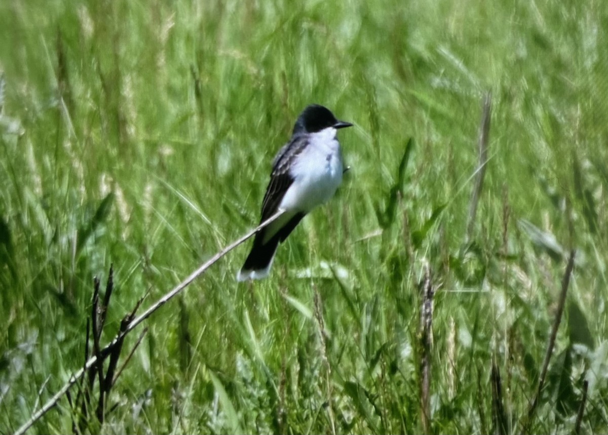 Eastern Kingbird - ML636384986