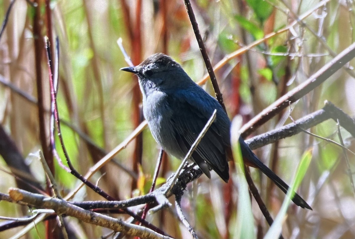 Gray Catbird - ML636384992
