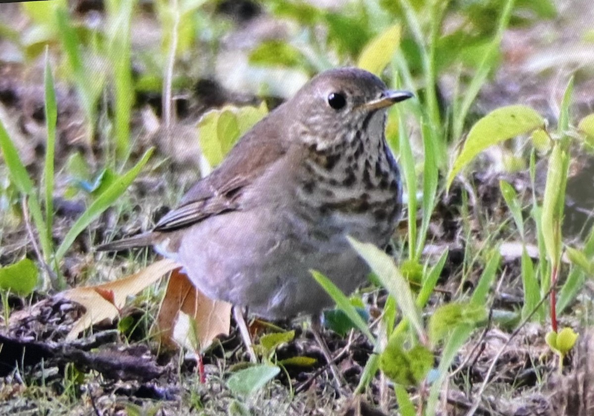 Gray-cheeked Thrush - ML636385003