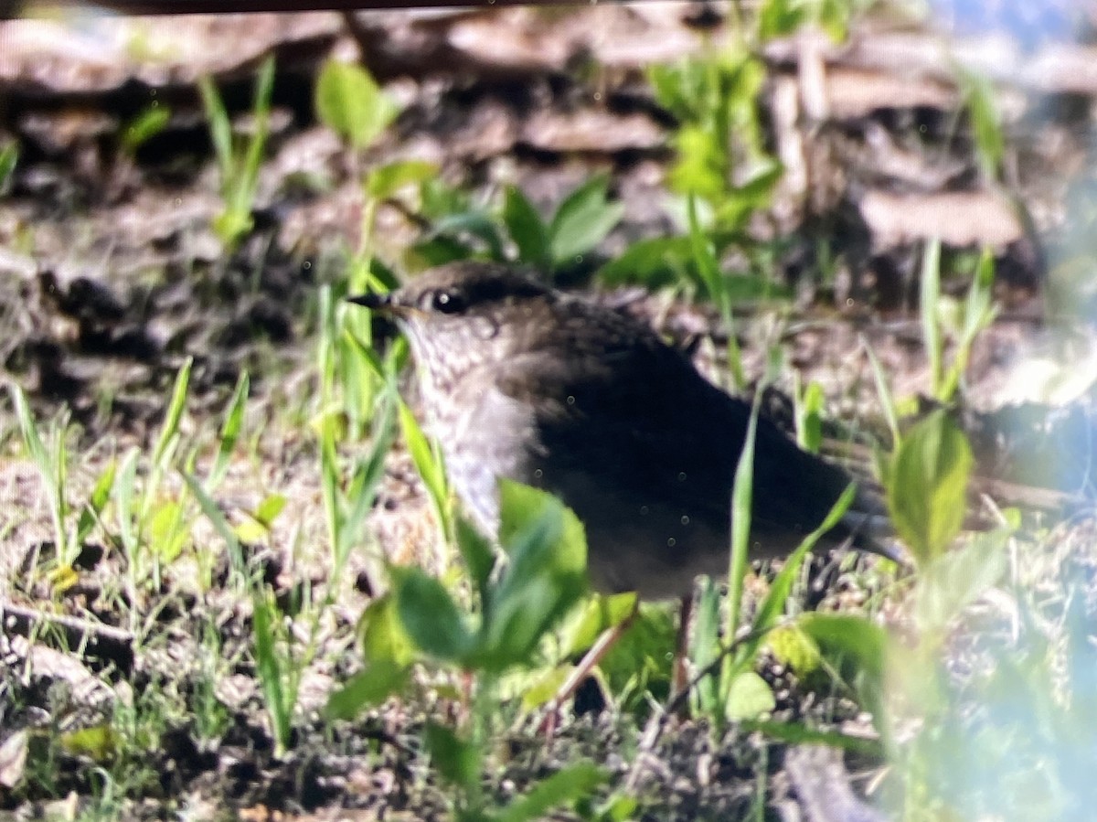 Gray-cheeked Thrush - ML636385004