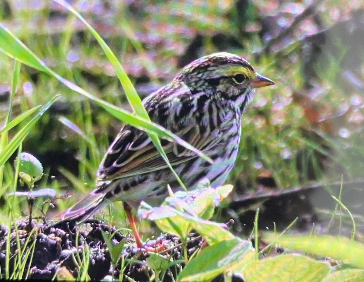 Savannah Sparrow - ML636385037