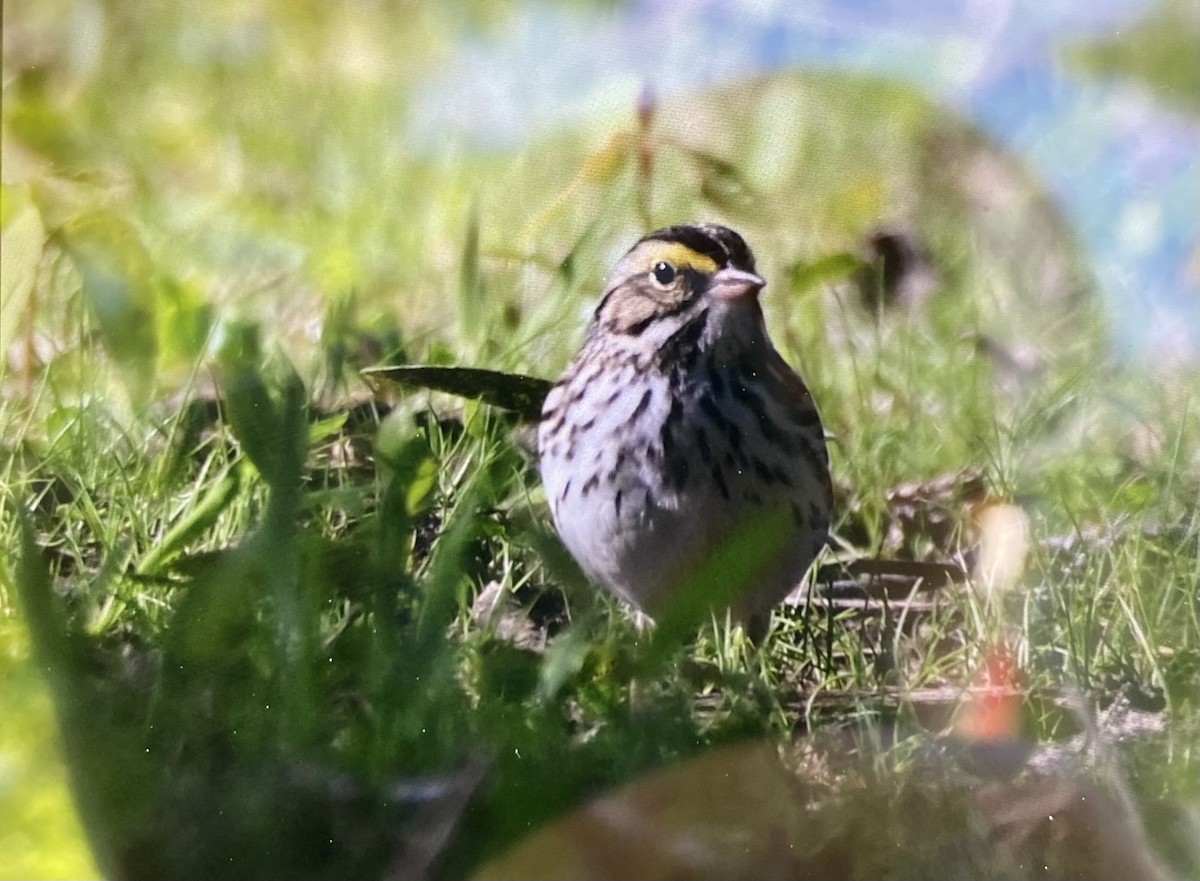 Savannah Sparrow - ML636385038