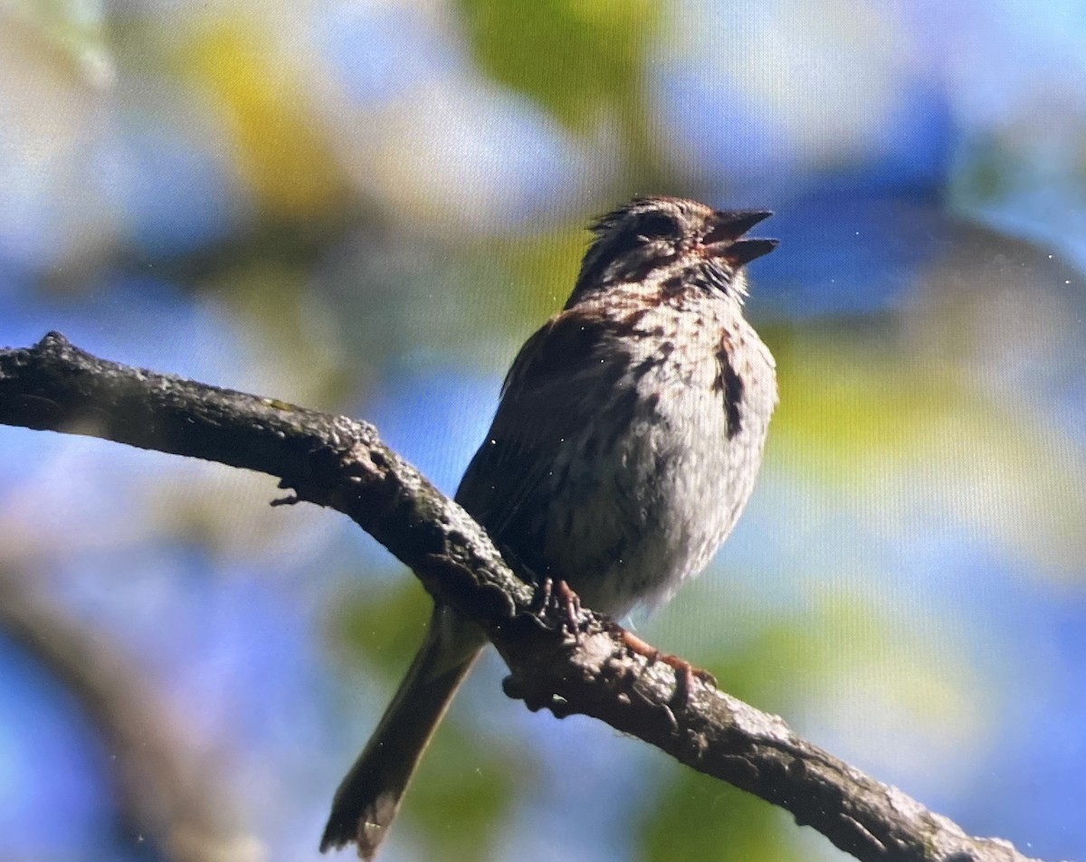 Song Sparrow - ML636385053