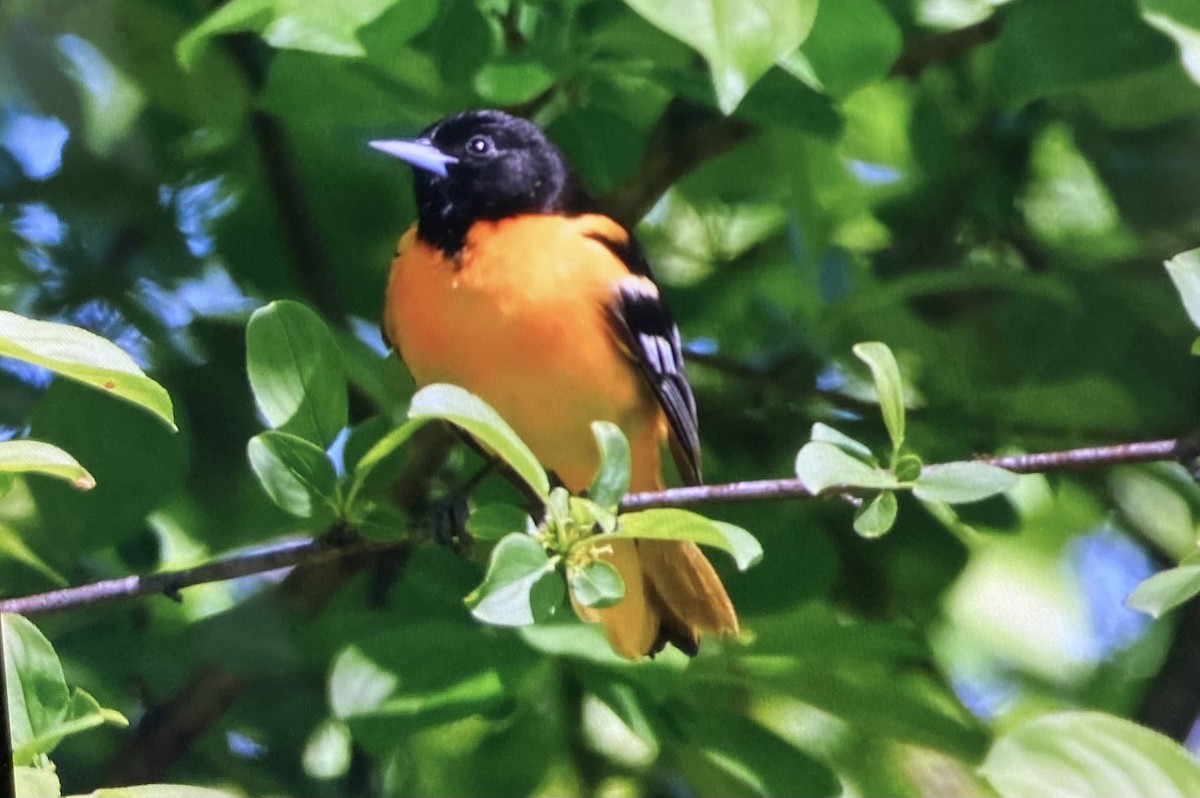 Baltimore Oriole - ML636385062