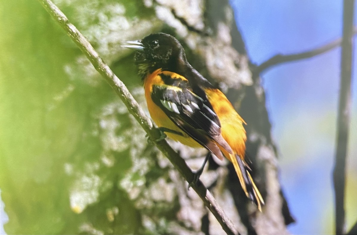 Baltimore Oriole - ML636385063