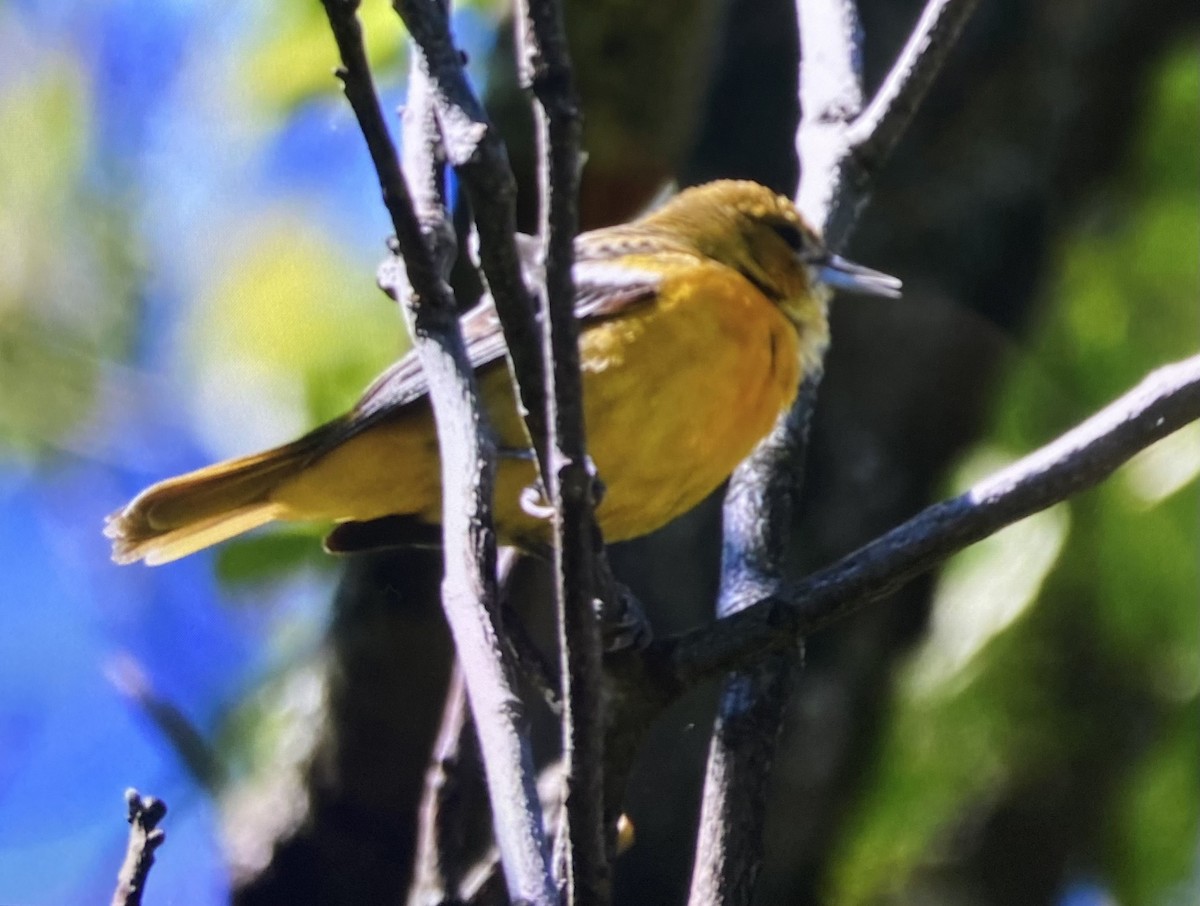 Baltimore Oriole - ML636385064