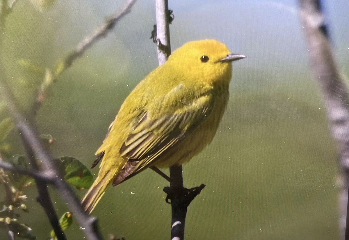 Yellow Warbler - ML636385097