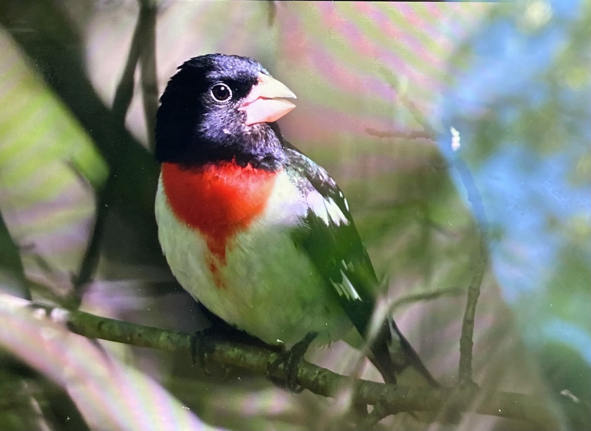 Rose-breasted Grosbeak - ML636385101