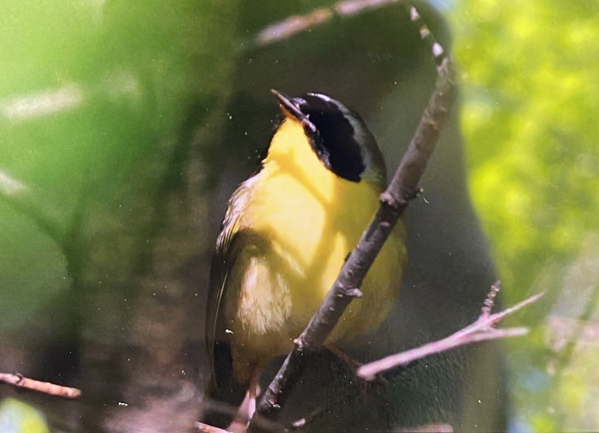 Common Yellowthroat - ML636385105