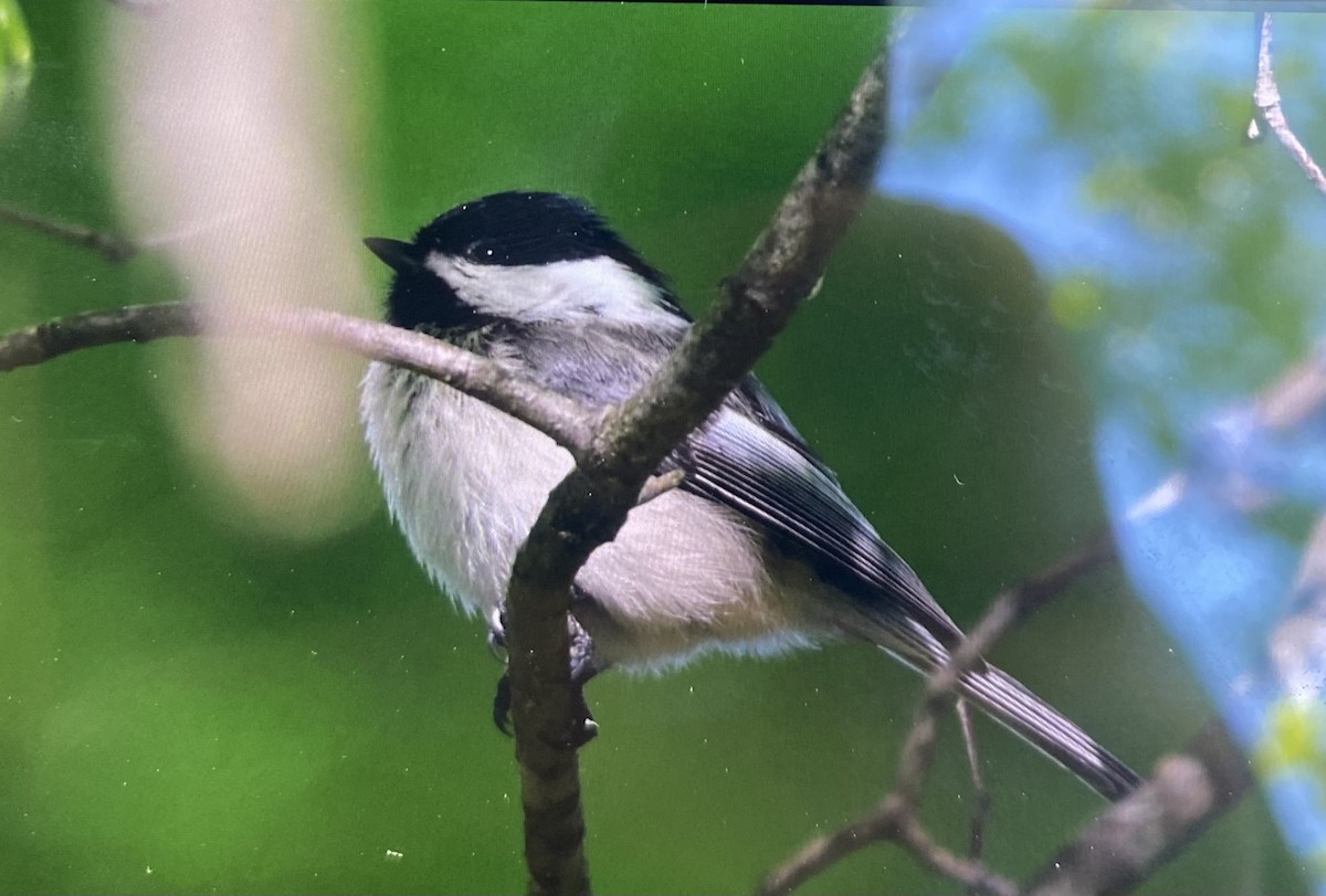 Black-capped Chickadee - ML636385111