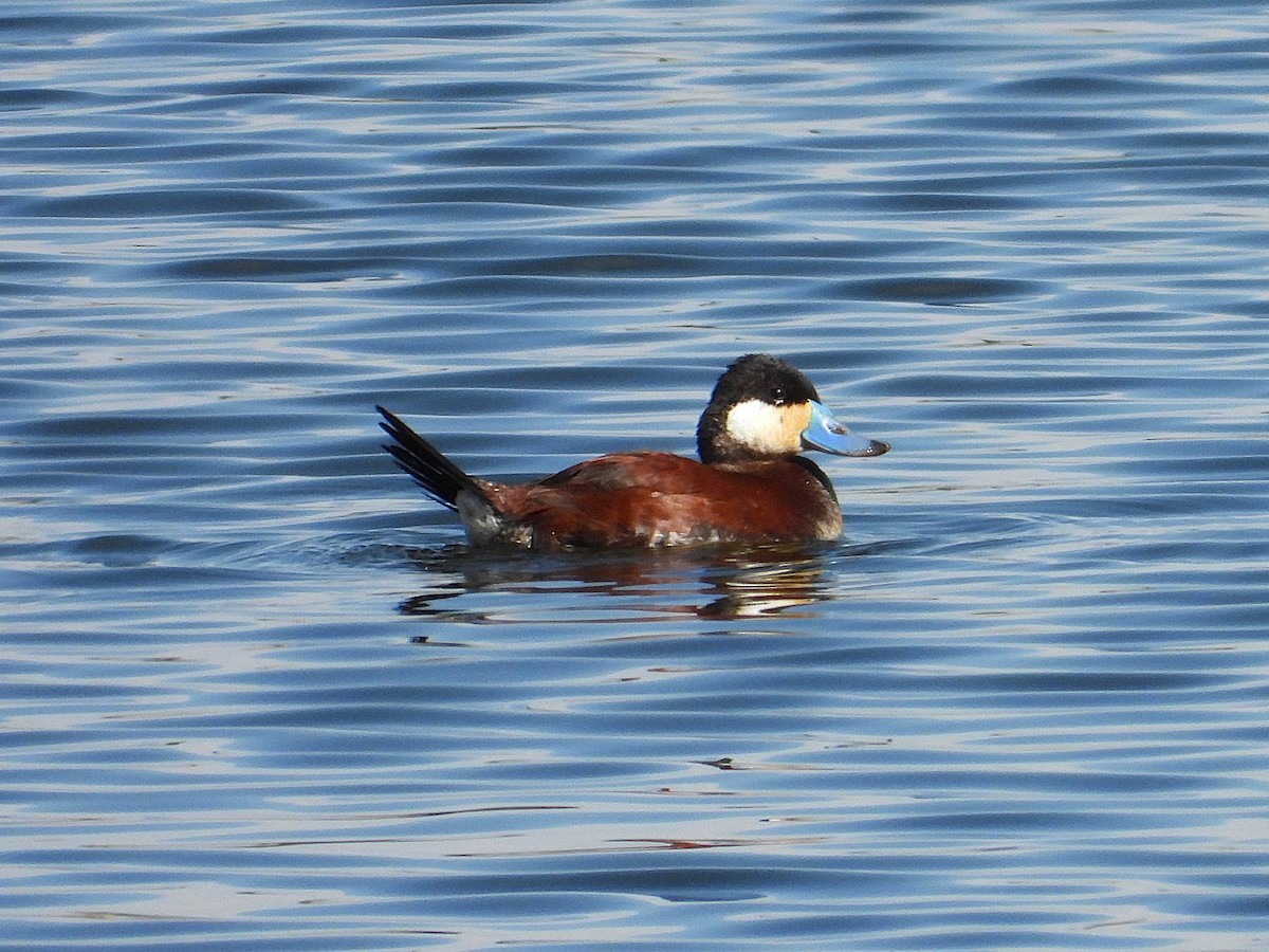 Ruddy Duck - ML636385133