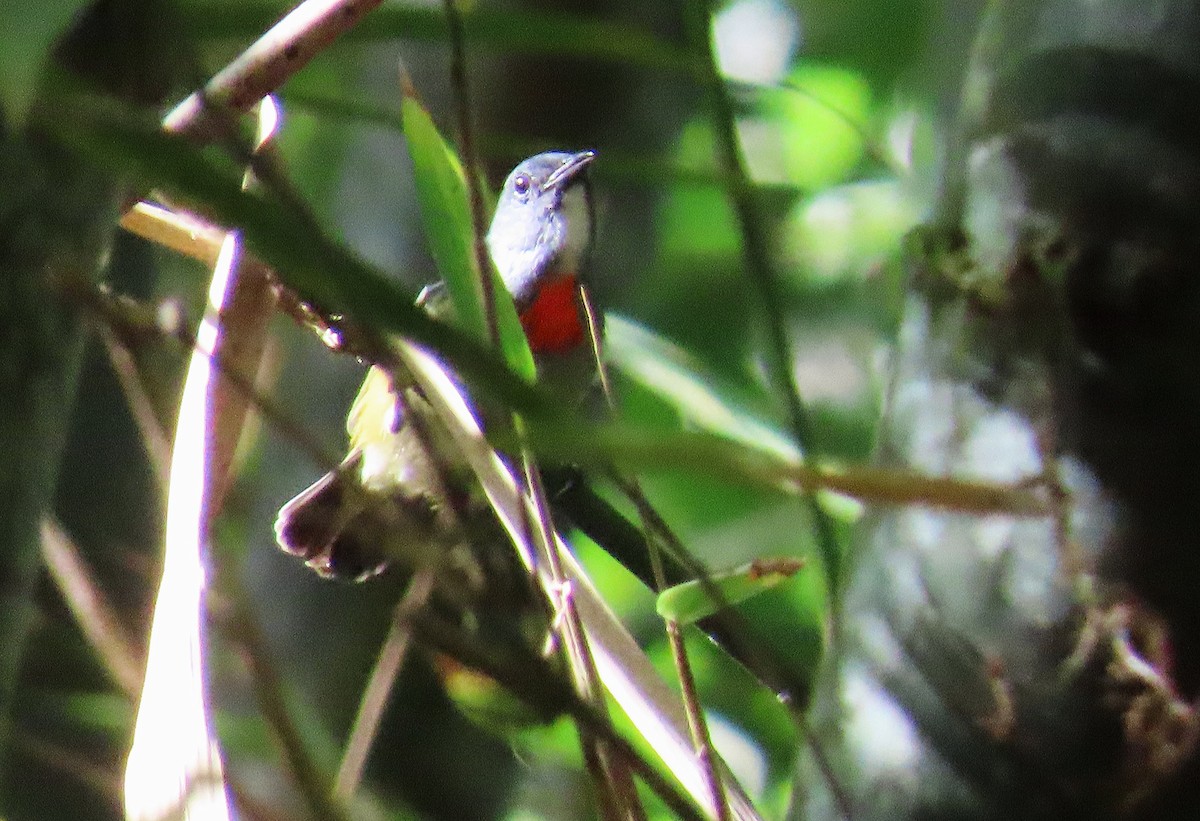 Buru Flowerpecker - ML636385157