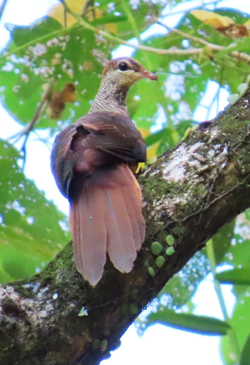 Amboyna Cuckoo-Dove - ML636385160