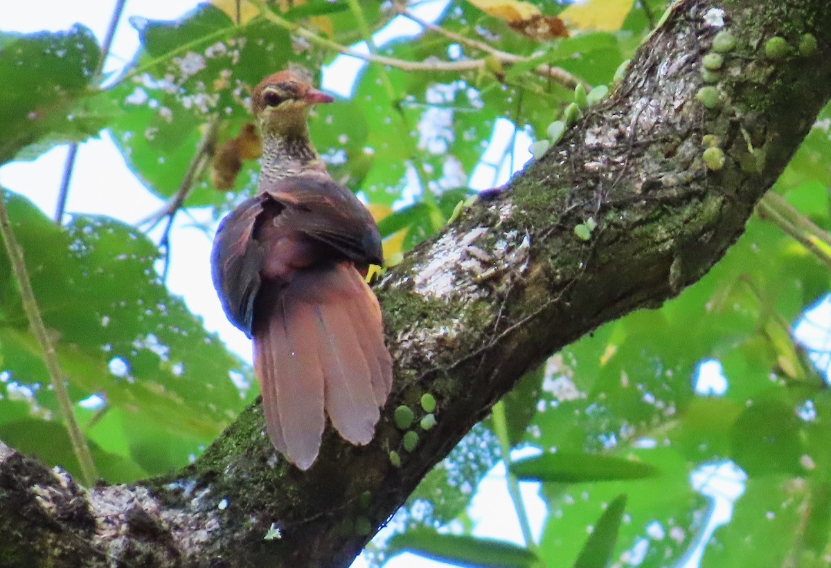 Amboyna Cuckoo-Dove - ML636385161
