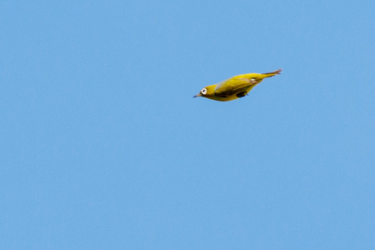 Zostérops à front jaune - ML636385208