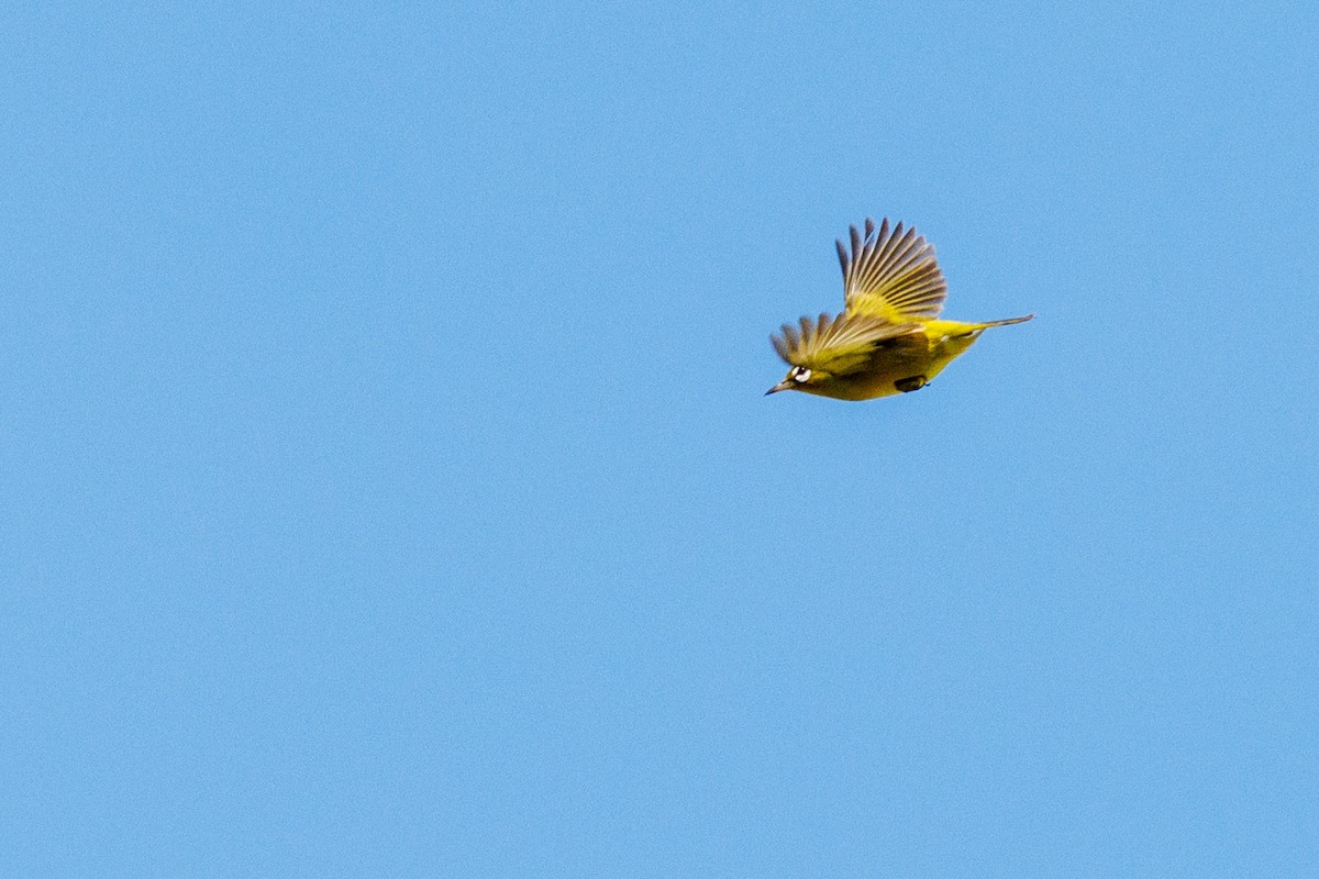 Zostérops à front jaune - ML636385209