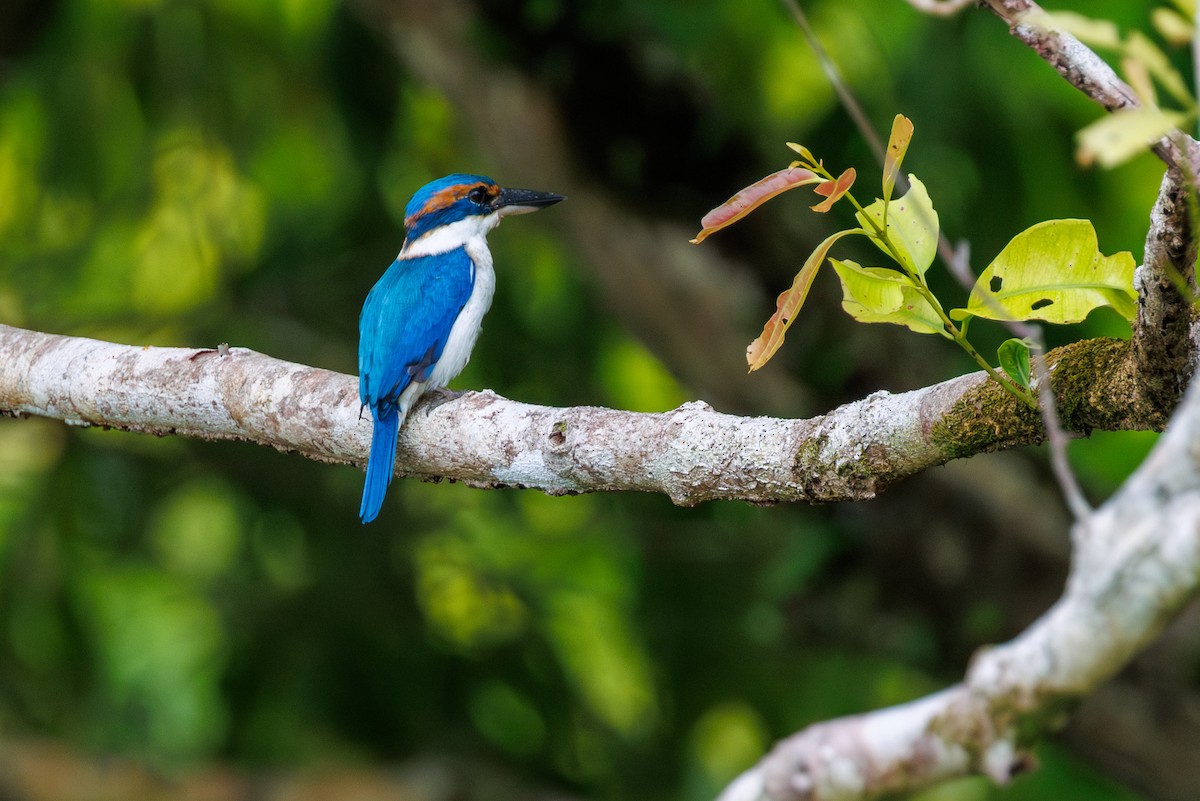 Pacific Kingfisher - ML636385252