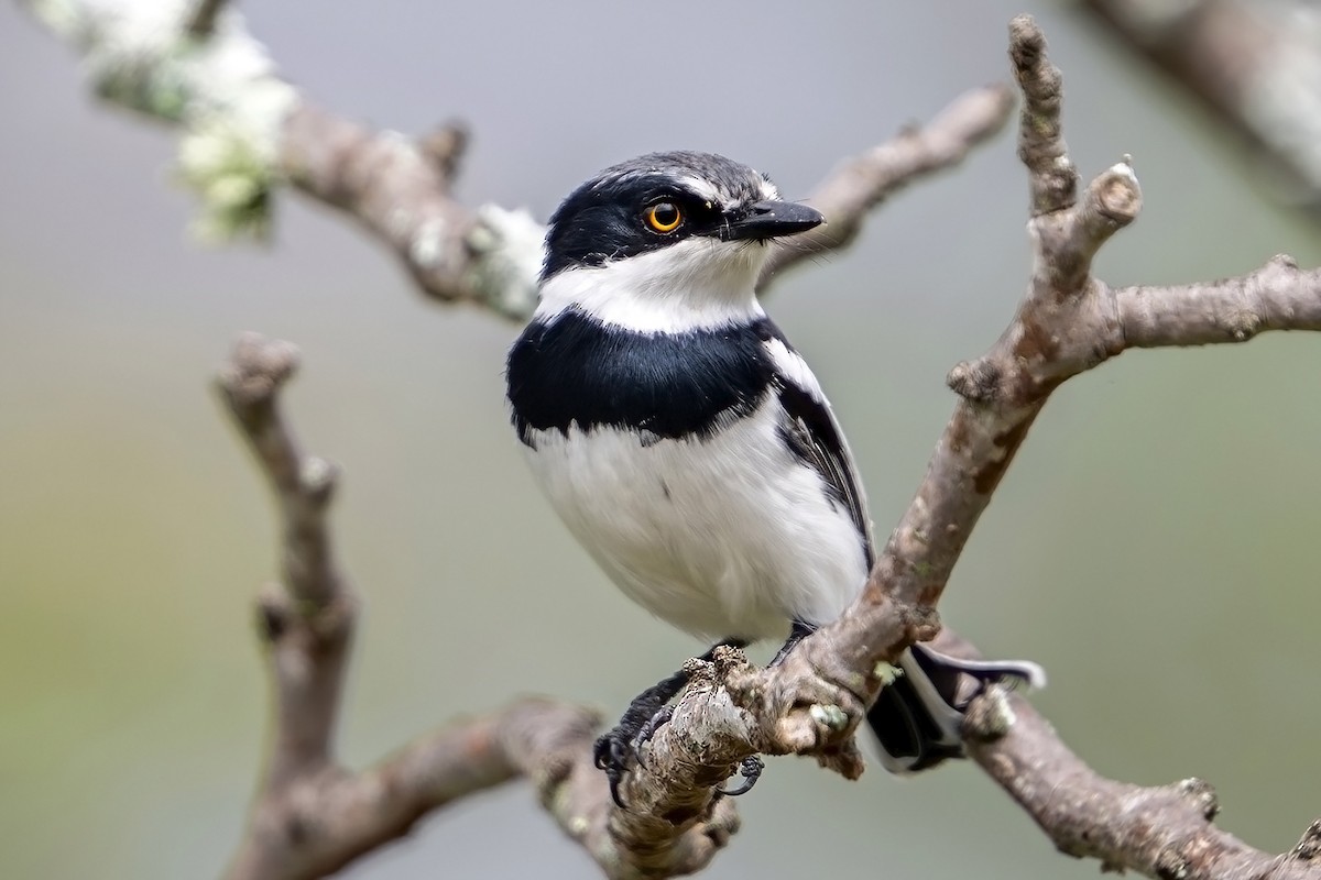 Pygmy Batis - ML636385343