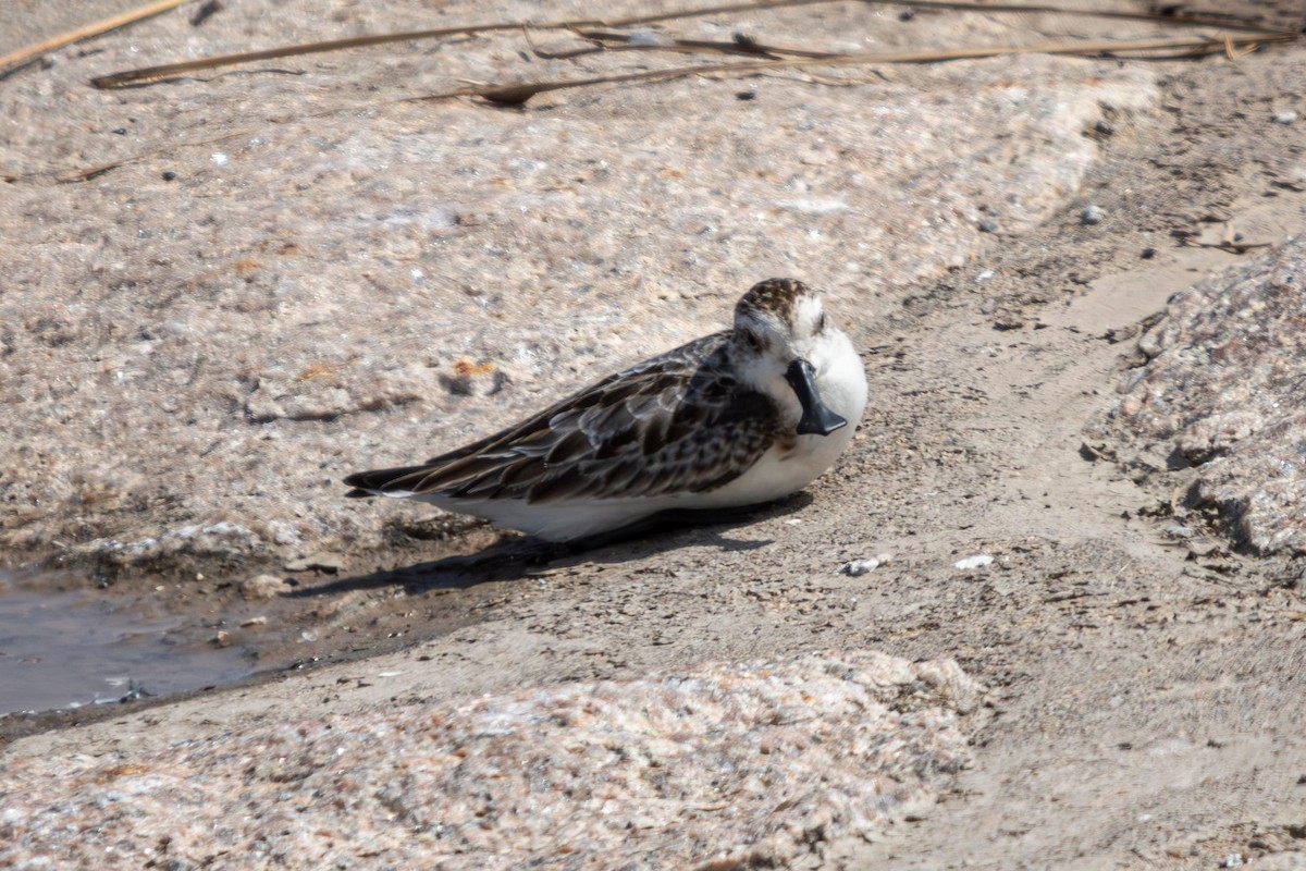 Spoon-billed Sandpiper - ML636385353