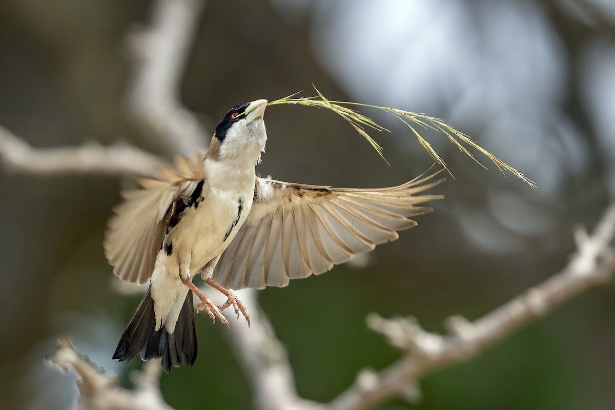 Black-capped Social-Weaver - ML636385366