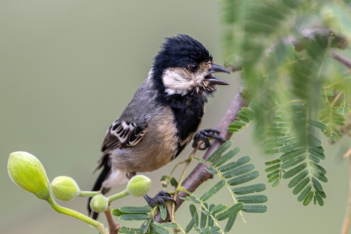 Somali Tit - ML636385380