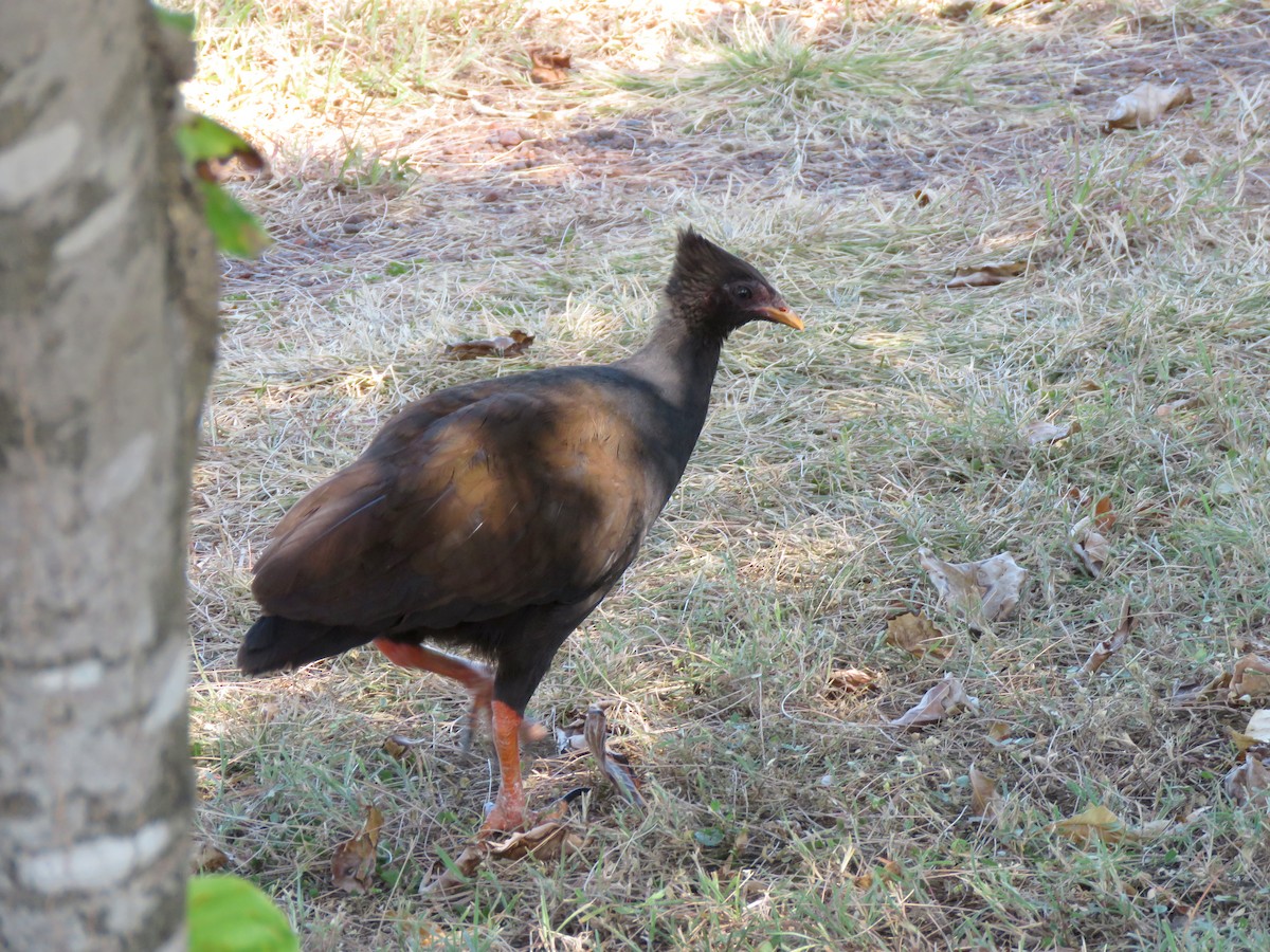 Orange-footed Megapode - ML636385440