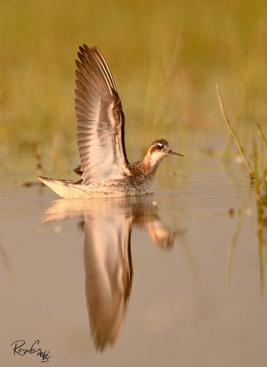 Red-necked Phalarope - ML636385585