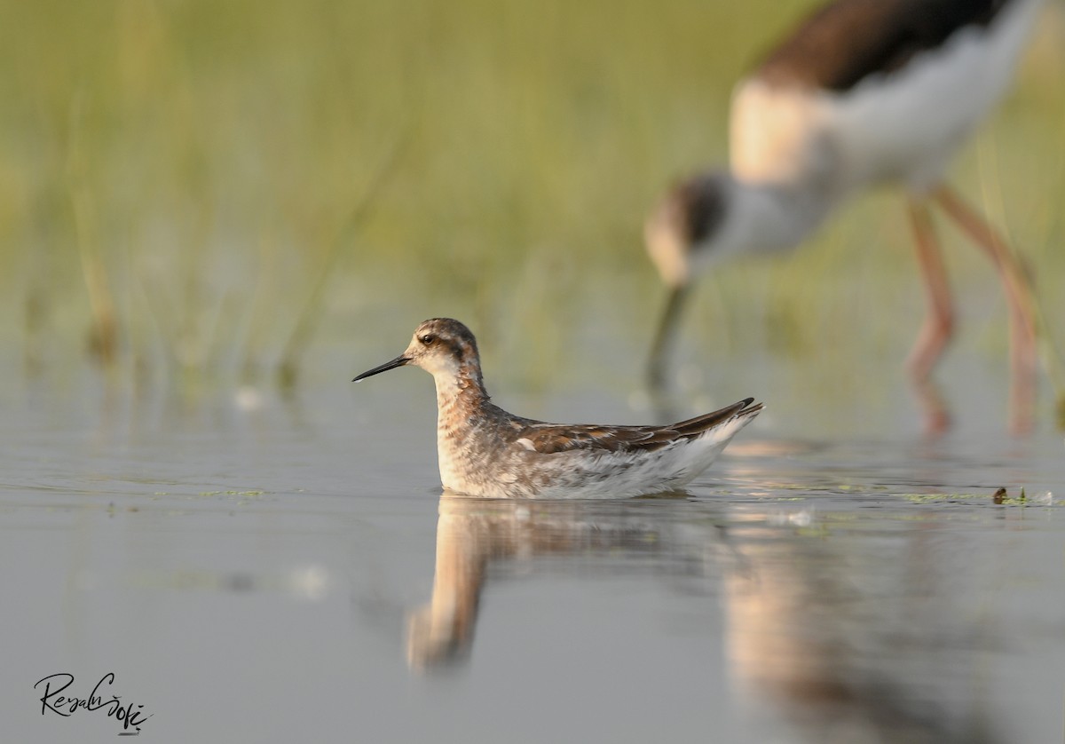 Red-necked Phalarope - ML636385586