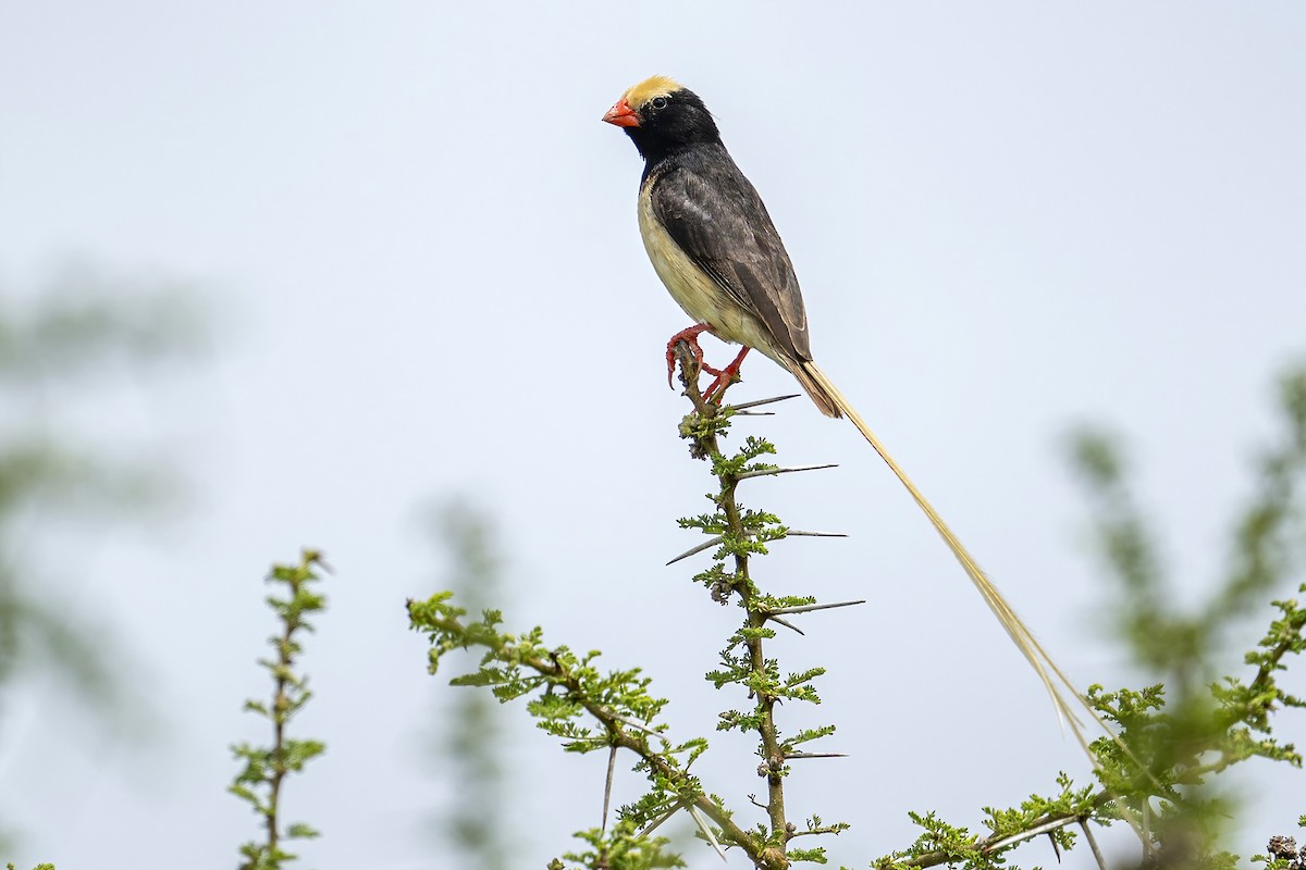 Straw-tailed Whydah - ML636385587