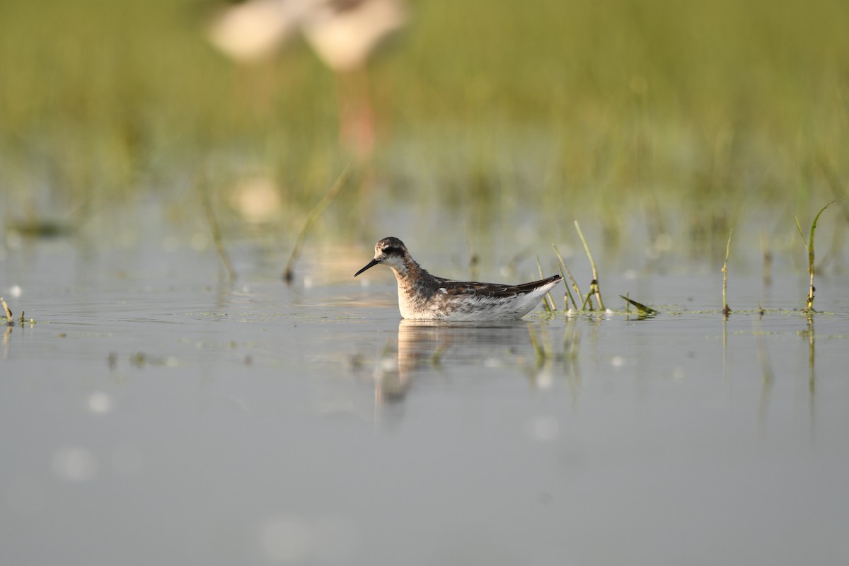 Red-necked Phalarope - ML636385590