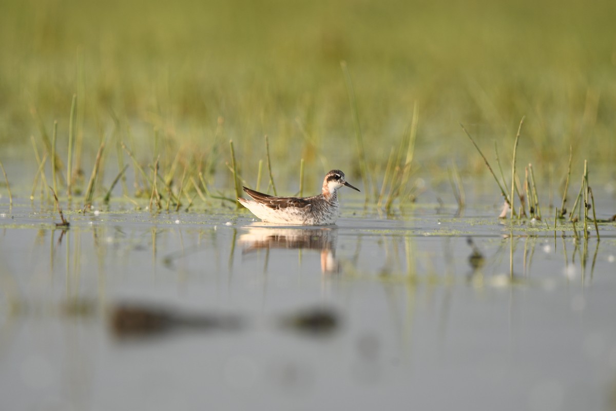 Red-necked Phalarope - ML636385591