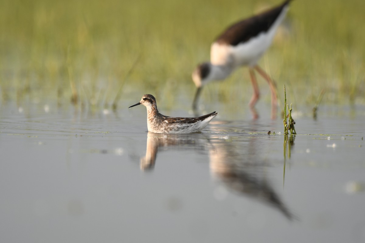 Red-necked Phalarope - ML636385592