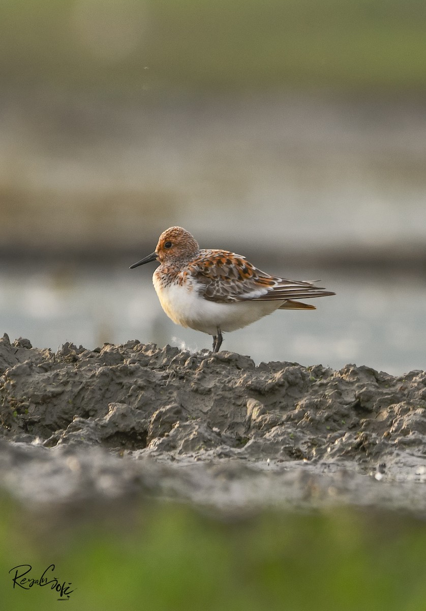 Sanderling - ML636385619