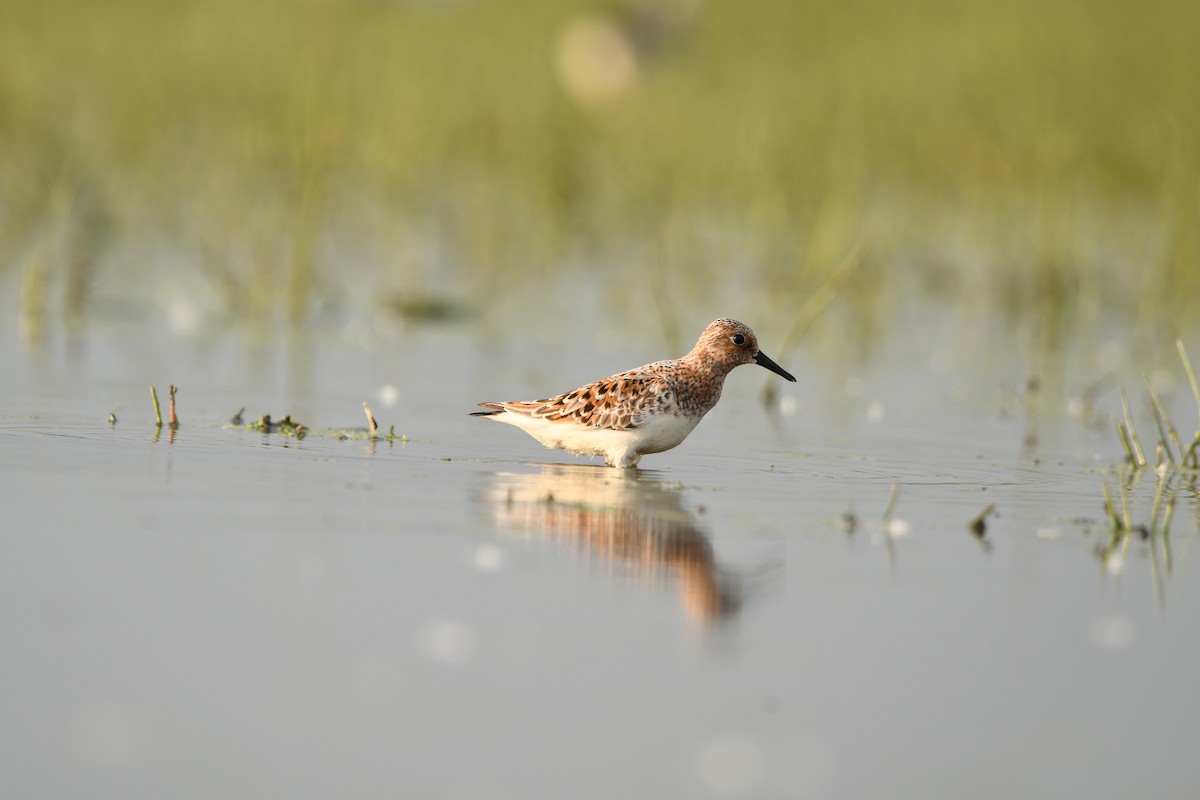 Sanderling - ML636385620