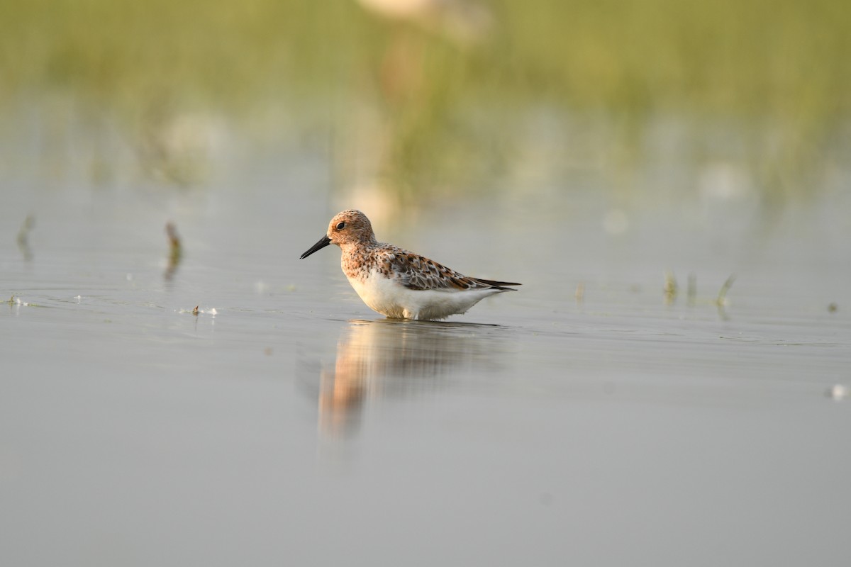 Sanderling - ML636385621