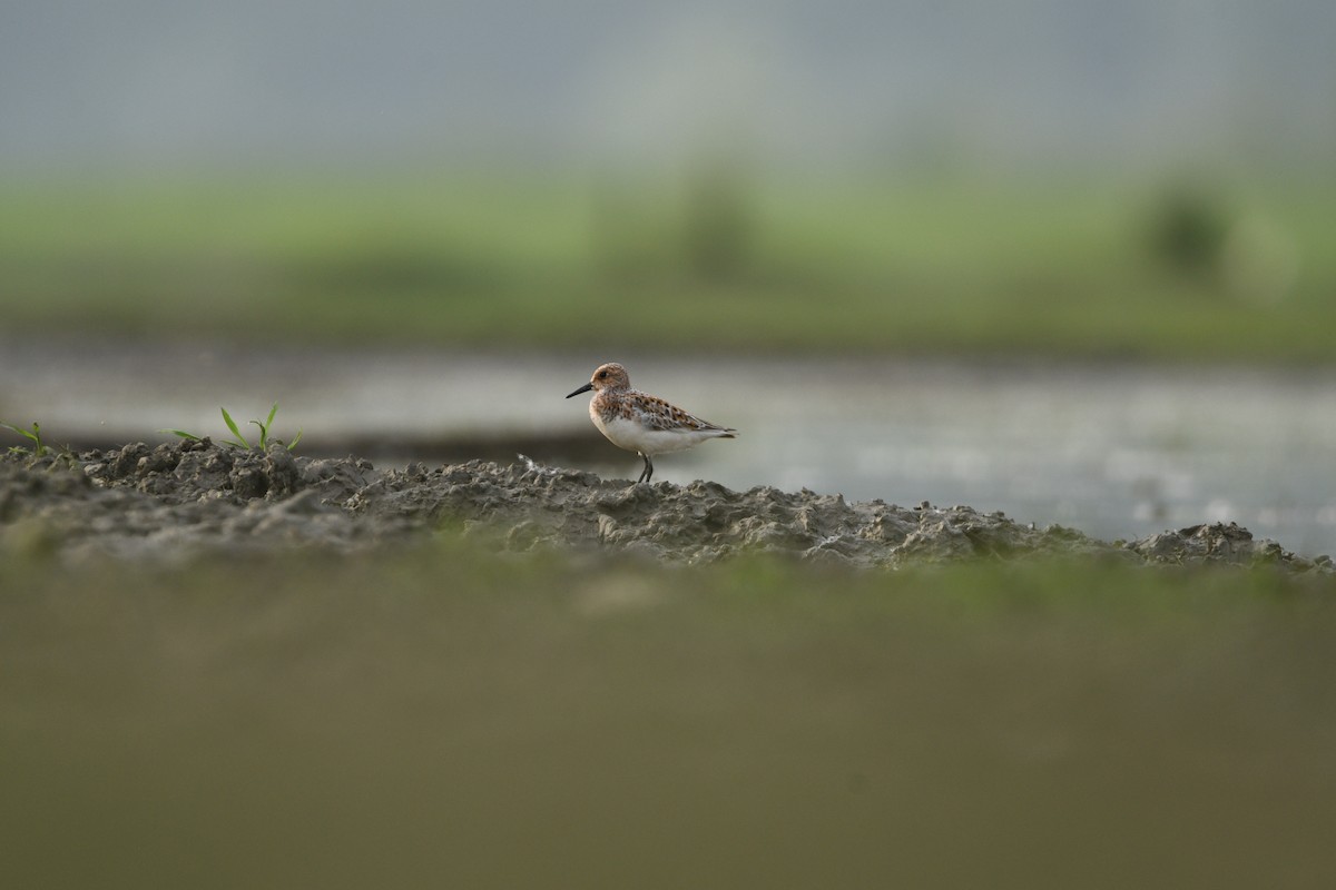 Sanderling - ML636385622